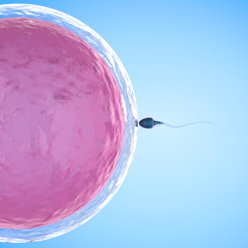 試管寶寶之旅 等一隻精子的卵子產品圖